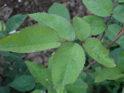 RdV-Weingart2-Blatt.jpg