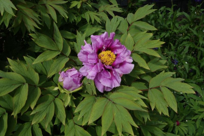 Paeonia-Eltern.23-1.jpg