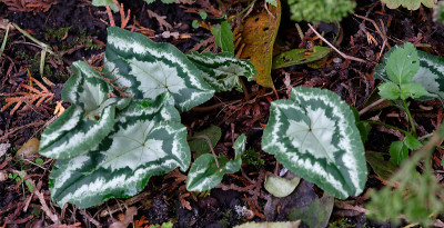 DSC_8075_DxO.jpg