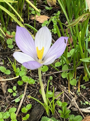 2023-10-23 Crocus goulimyi.jpg
