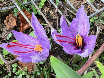 2023-10-23 Crocus sativus.jpg
