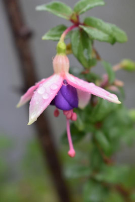 DSC_0486.JPG