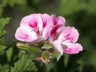 Kirstenbosch_0804.jpg