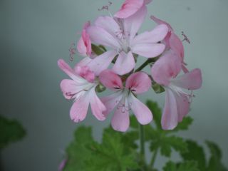 Sweet_Mimosa_0802.jpg