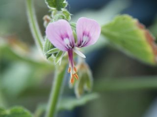 papilionaceum_0802.jpg