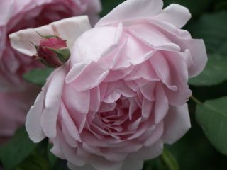 Wife_of_Bath_0802.jpg