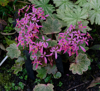 DSC_8072_DxO.jpg