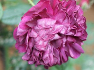 Reine_des_Violettes_0801.jpg