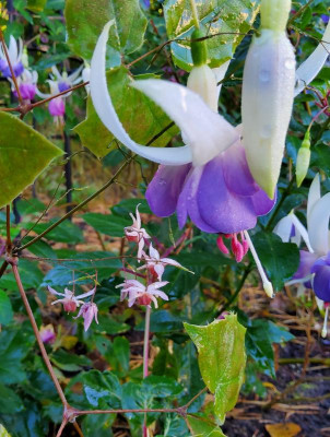 Epimedium Pink Elf & Fuchsie.jpg