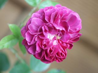 reine_des_Violettes_0806.jpg