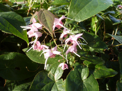 P1320435.JPG