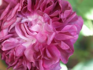 reine_des_Violettes_0804.jpg