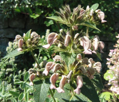 Phlomis_samia_20080702_01.jpg