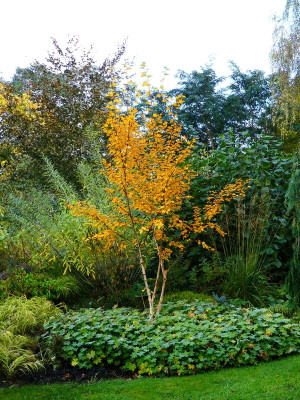 2023-10-25 Betula 'Grayswood Hill'.jpg