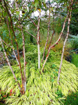 2023-10-25 Betula 'China Rose' 1.jpg