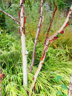 2023-10-25 Betula 'China Rose' 2.jpg