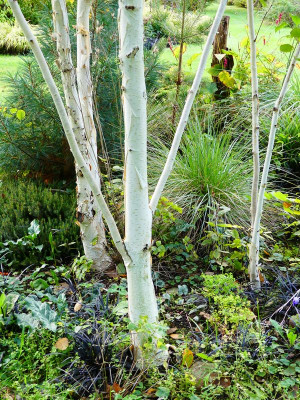 2023-10-25 Betula 'Grayswood Ghost'.jpg