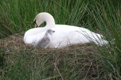 Schwan-1a.jpg