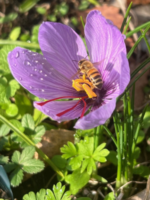 2023-10-25 Crocus sativus a.jpg