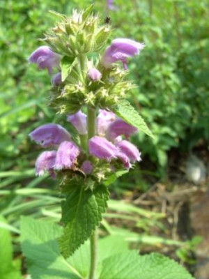 Phlomis_cashmeriana31.jpg