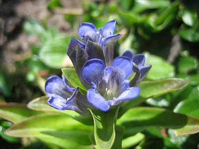 Gentiana_cruciata_10491.jpg