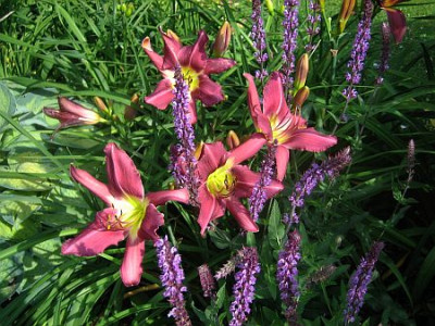 Fuchsia_Fashion_0921.jpg