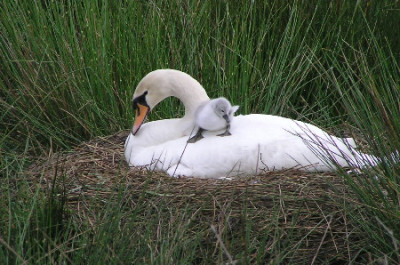 Schwan-2a.jpg