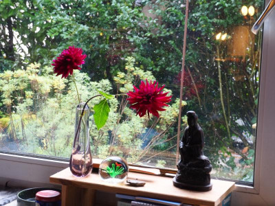Glas rosa mit Dahlia Rip City = Portland PA270019.JPG