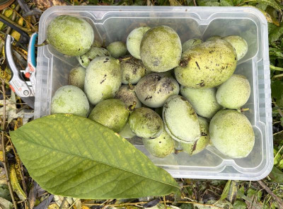 Pawpaw Prima1216 Kiste.JPG