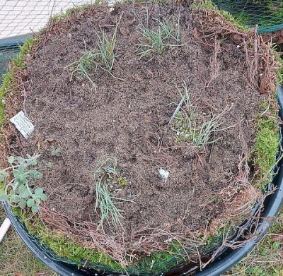 00000substrate.jpg