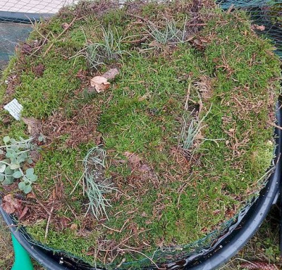00000moss setting.jpg