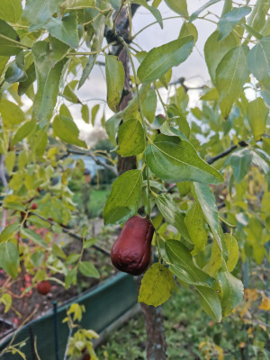 Jujube Frucht.jpeg