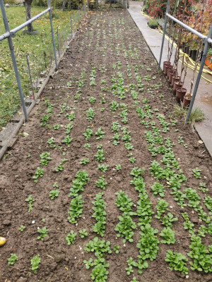 Feldsalat Beet 20231028.jpeg