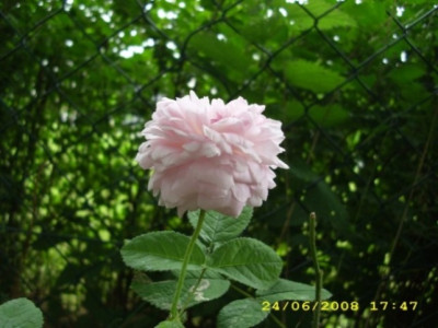 DSCI2217_kl.JPG
