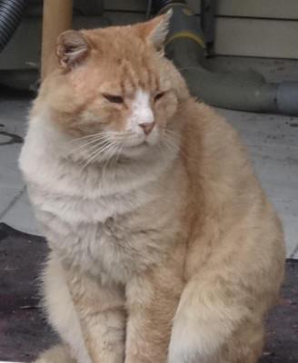 garfield20.jpg