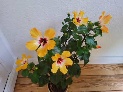 Hibiskus Blush 3.jpg