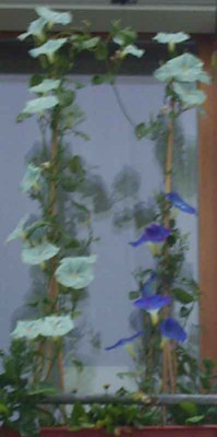 ipomoeas_07_08_01.JPG