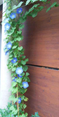 ipomoea_hb_07_08_02.JPG