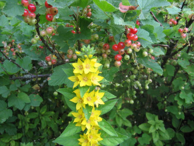 lysimachia_p_jpg.jpg