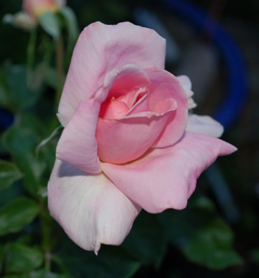 Eterna_Giovenezza_0010__29804.jpg