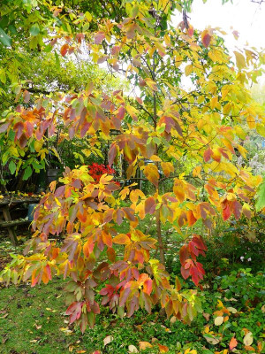 2023-10-30 Sassafras albidum 1.jpg
