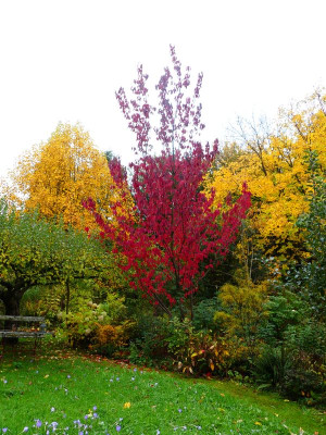 2023-10-30 Prunus serrulata 'Royal Burgundy' 1.jpg