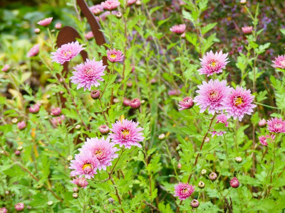 2023-10-30 Chrysanthemum 'Elfenreigen' 1.jpg