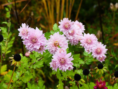 2023-10-30 Chrysanthemum 'Romantica' 1.jpg