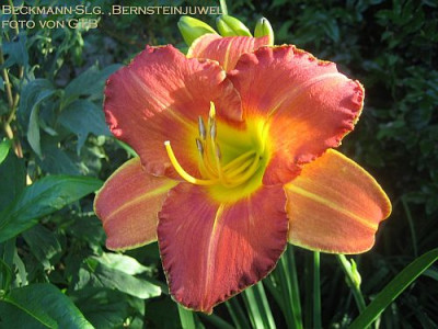 Slg._Bernsteinjuwel_10581.jpg