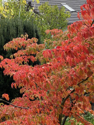 IMG_2997Cornus Venus 6 2023.jpg