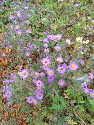 Aster.jpg