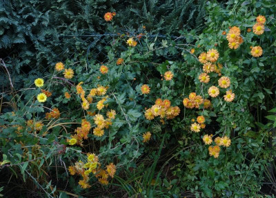 DSC02323.JPG