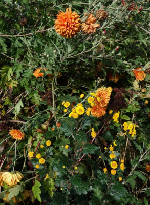DSC02350.JPG