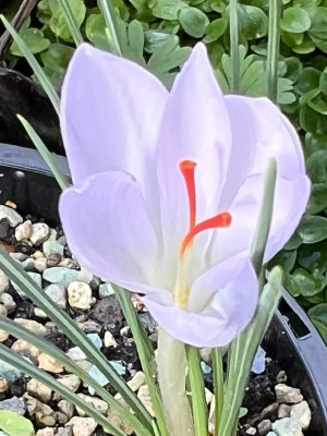 2023-10-30 Crocus pallasii b.jpg